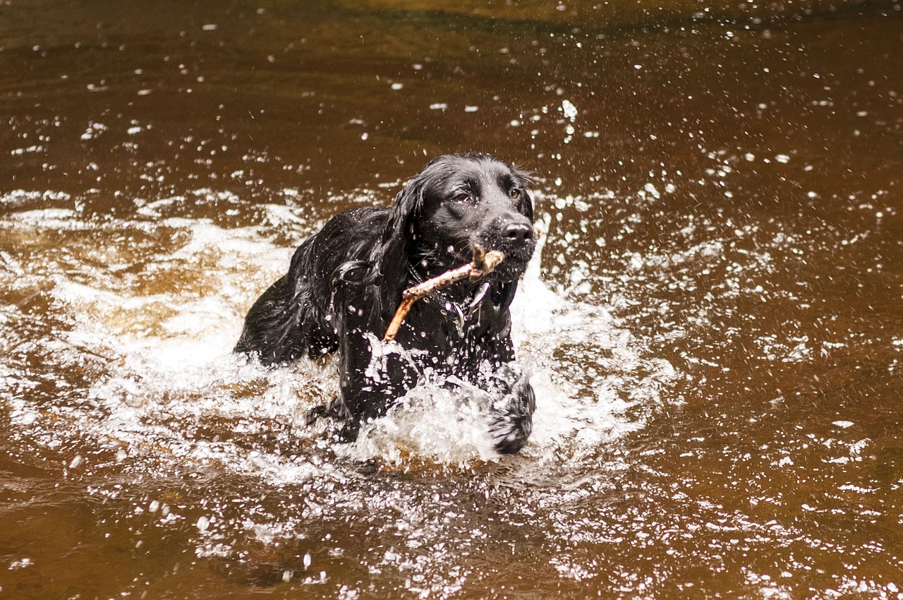 The Best Pet-Friendly Cruise Lines